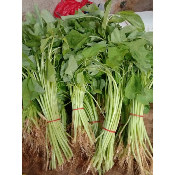 

bayam 1.ikat Rp 5.000