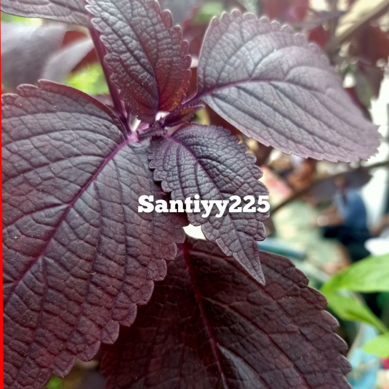 daun jawer kotok/miana segar