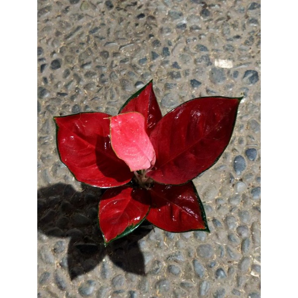 SUKSOM JAIPONG BESAR  - Tanaman Hias Aglonema