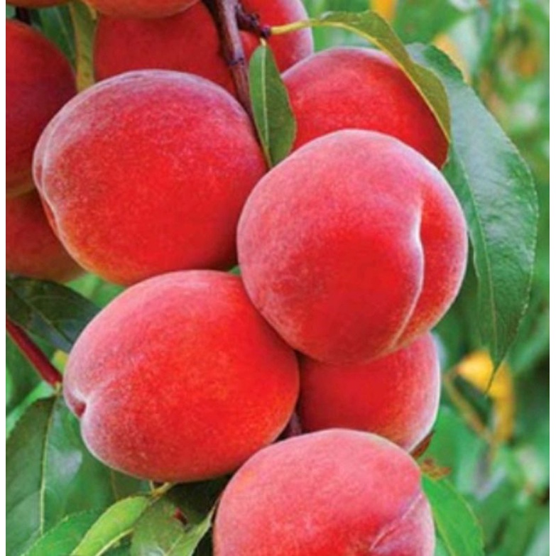 Bibit Buah Persik Peach Tanaman Buah Segar Siap Tanam
