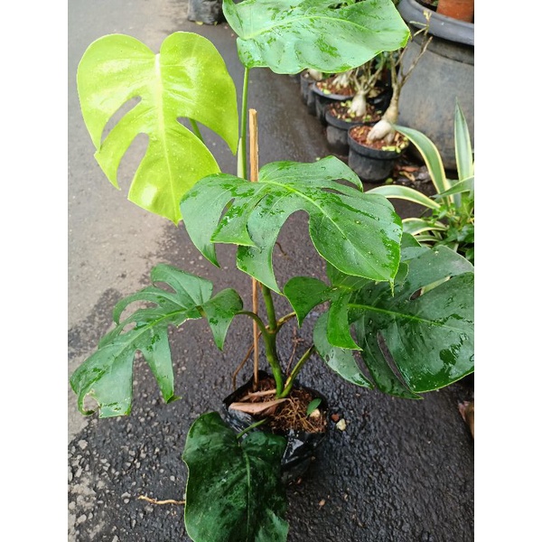 Philodendron Monstera Deliciosa