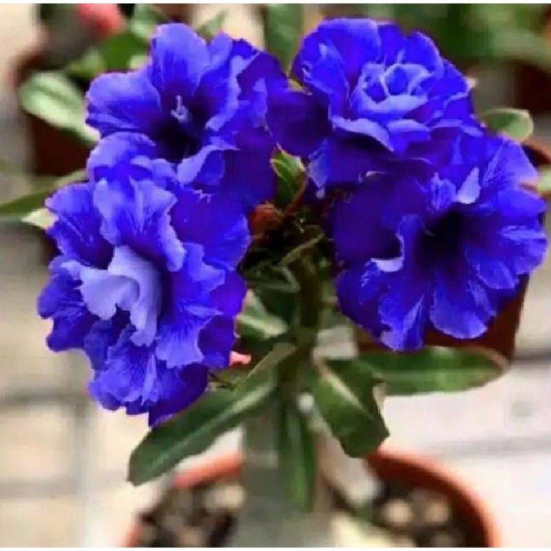 ( BISA COD ) Adenium bunga biru - tanaman hias adenium bunga biru