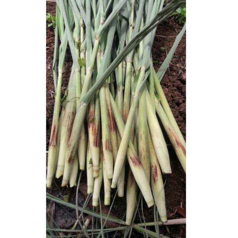 

ㆅ Terubuk turubuk telu tebu telur tebo 500g TERBARU 4093 ❅