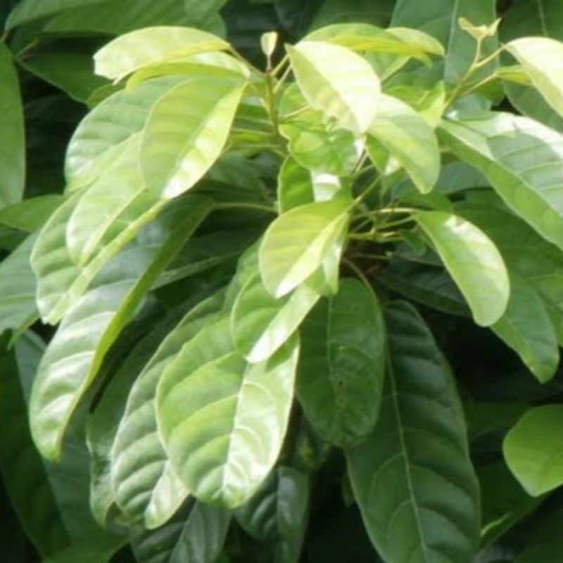 

Daun Hantap Segar Fres 500 Gram Alami