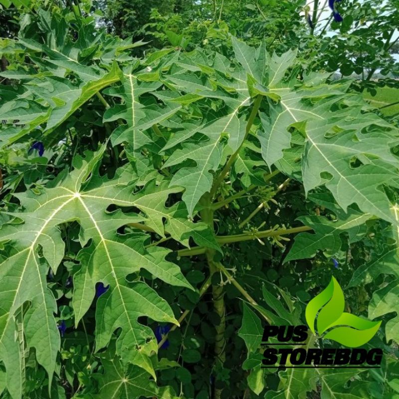 

Pucuk daun pepaya segar 500 gram