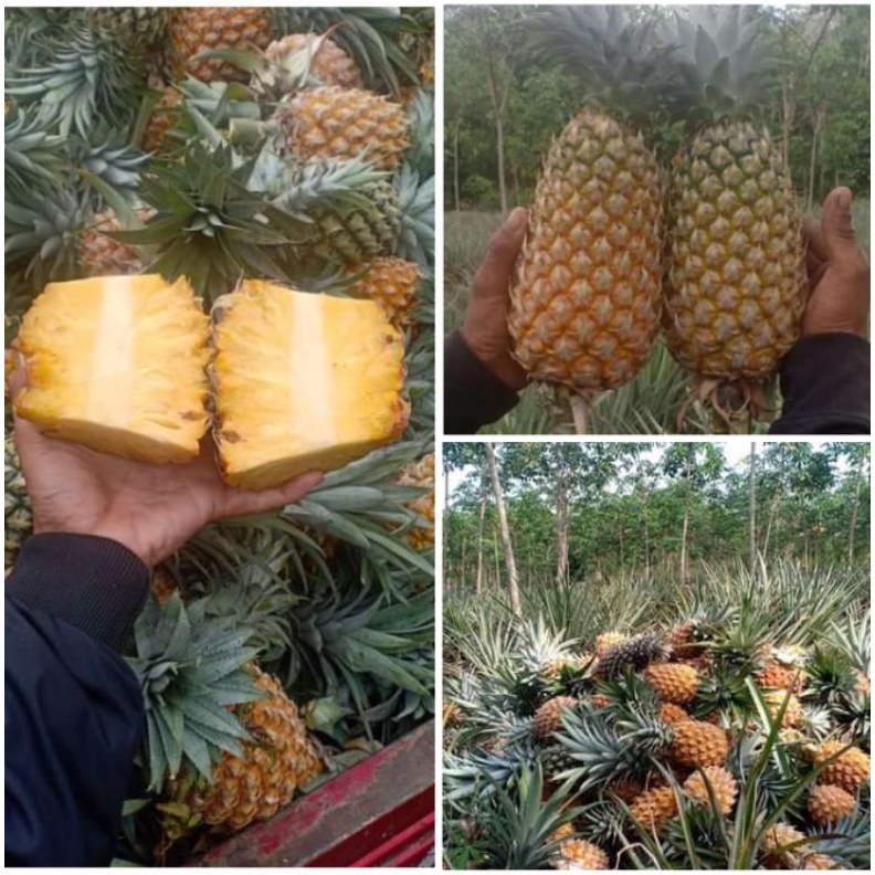 40 bibit nanas madu belik