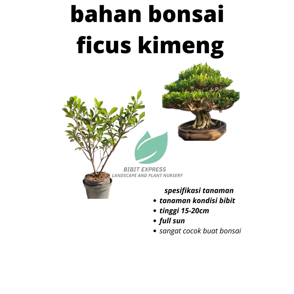 Bibit tanaman bahan bonsai ficus kimeng