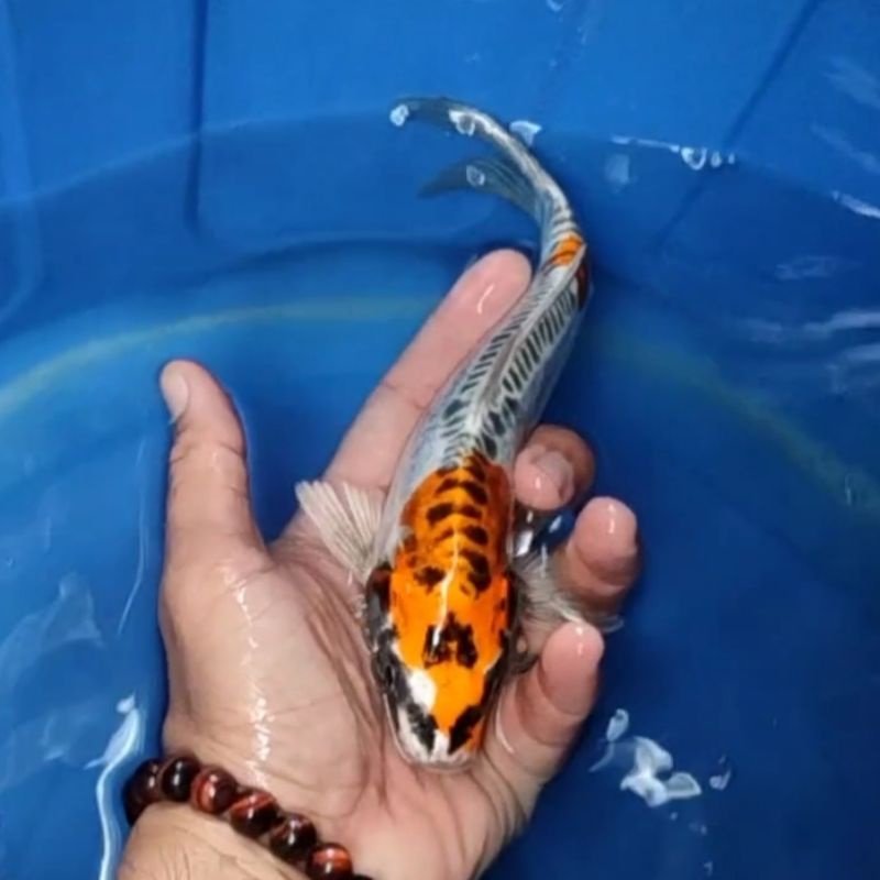 Jual Ikan Koi Blitar Jenis Kiko Rumah Koi Jakarta Kode 0017