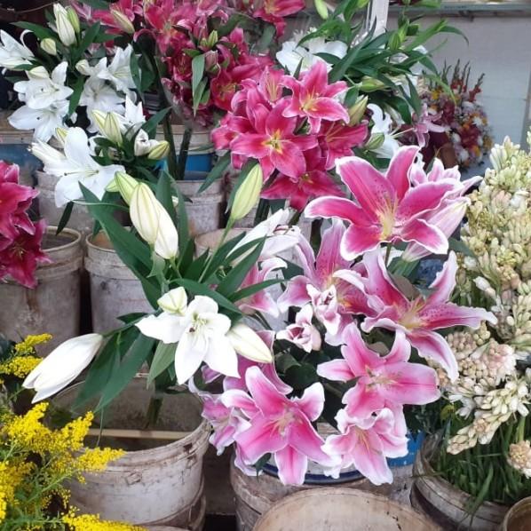bunga potong Lily segar @1 tangkai