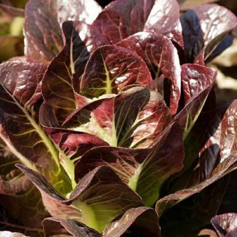 benih SELADA RED ROMAINE isi 50 biji