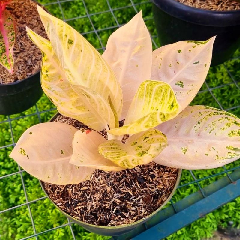 Aglonema Pride of sumatra violet (Tanaman hias aglaonema pride of sumatra) - tanaman hias hidup - bu