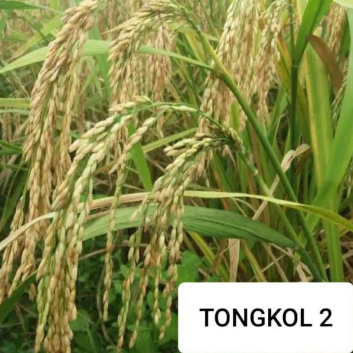 [KODE PRODUK EH7ZB7370] COD tongkol2 jumbo benih padi Galur lokal Aceh berkualitas.