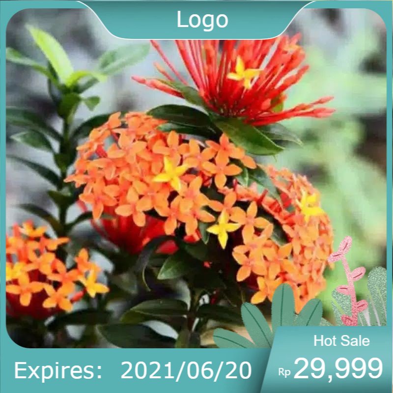 TANAMAN HIAS ASOKA SINGAPURA BUNGA ORANYE