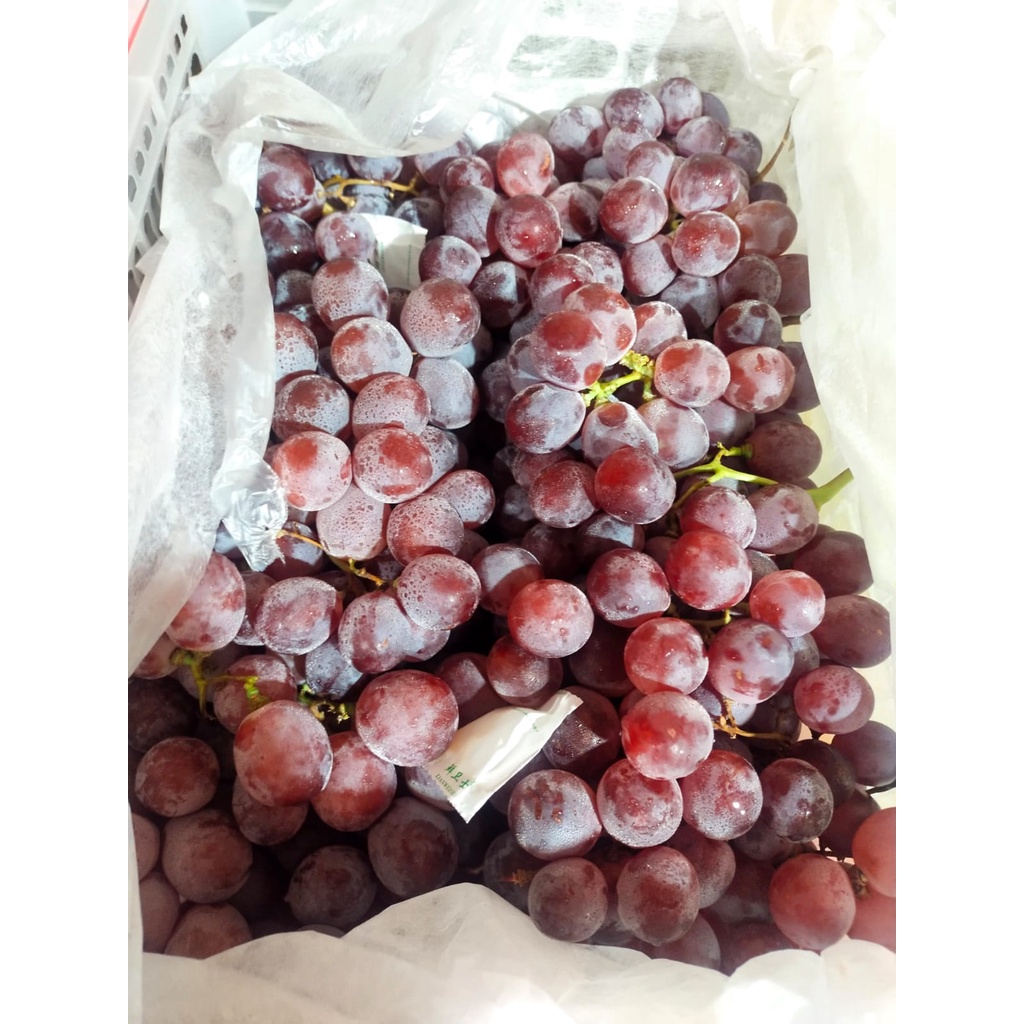 

Anggur Red Globe 1kg australia