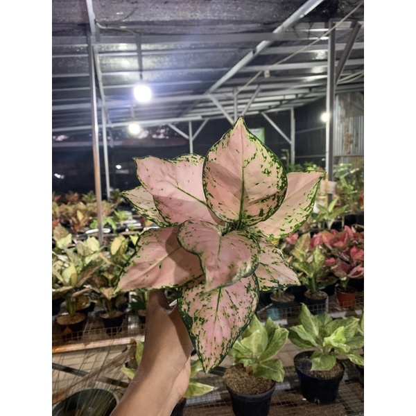 aglonema pink yulia