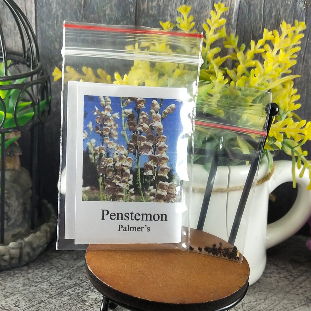 10 Seeds - Penstemon Palmers Biji Bunga - SR0207