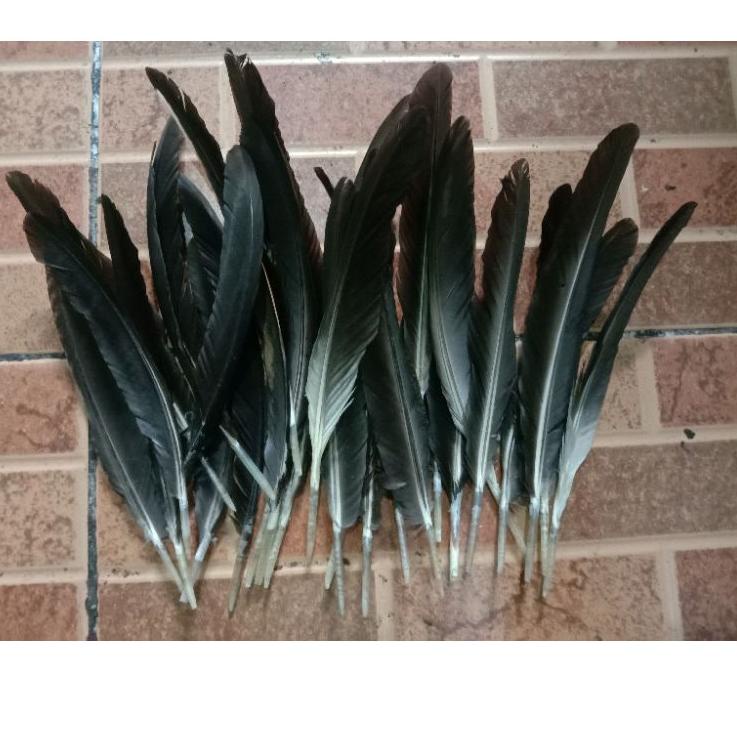 CUCI GUDANG Bulu Sayap Ayam Jago Warna Asli Hitam 50 Helai [ln -882]