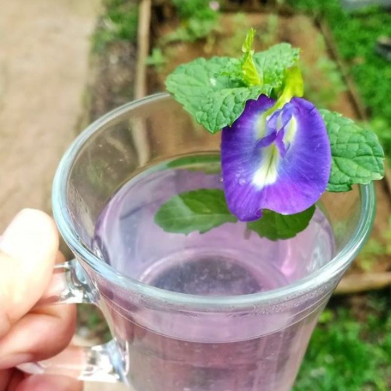 Biji Benih Bunga Telang Biru - 15 Biji