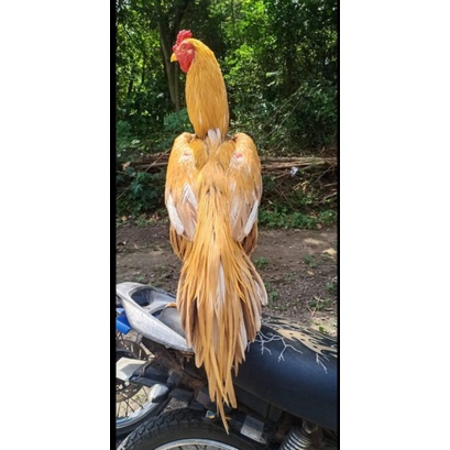 TELUR AYAM BANGKOK EKOR LIDI SIAP DI TETASKAN