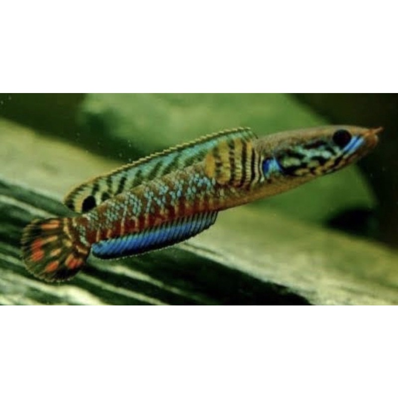 Chana Bleheri (Rainbow Sneak Head)4-6 cm