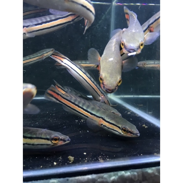 toman hijau size 13 15 cm (medium)