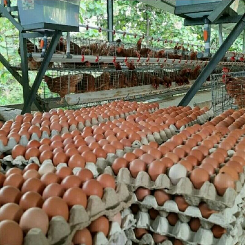 

TELUR AYAM RAS "FRESH" (Langsung dari peternakan kami)
