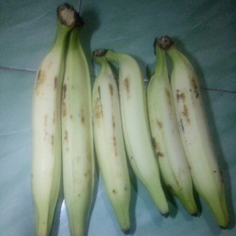 

Pisang tanduk jumbo 1kg