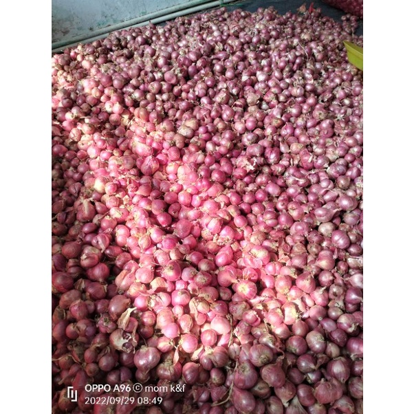 

Bawang merah super