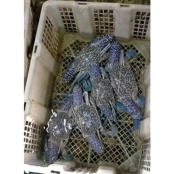 

Rajungan kepiting hidup perkilo
