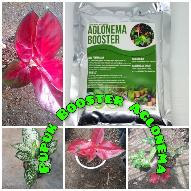Pupuk booster AglonemaMurah Pupuk booster buah organik non kimia pupuk cair kilat npk urea merah pel