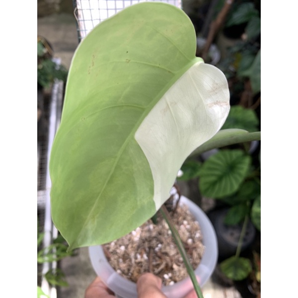 MONSTERA VARIEGATA HALFMOON