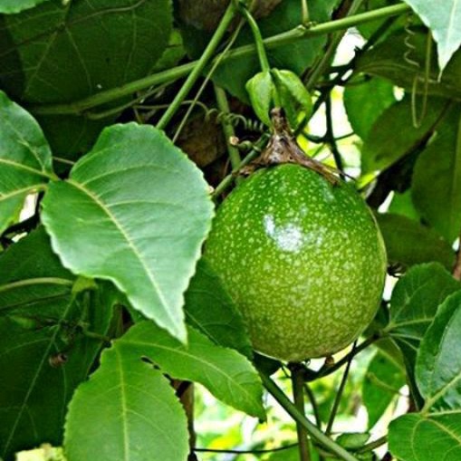 

Daun markisa atau konyal segar 1 kg