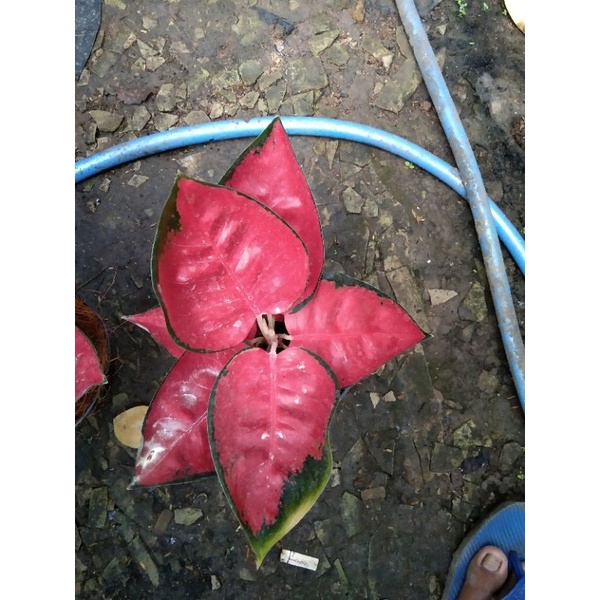 aglonema suksom mangkok