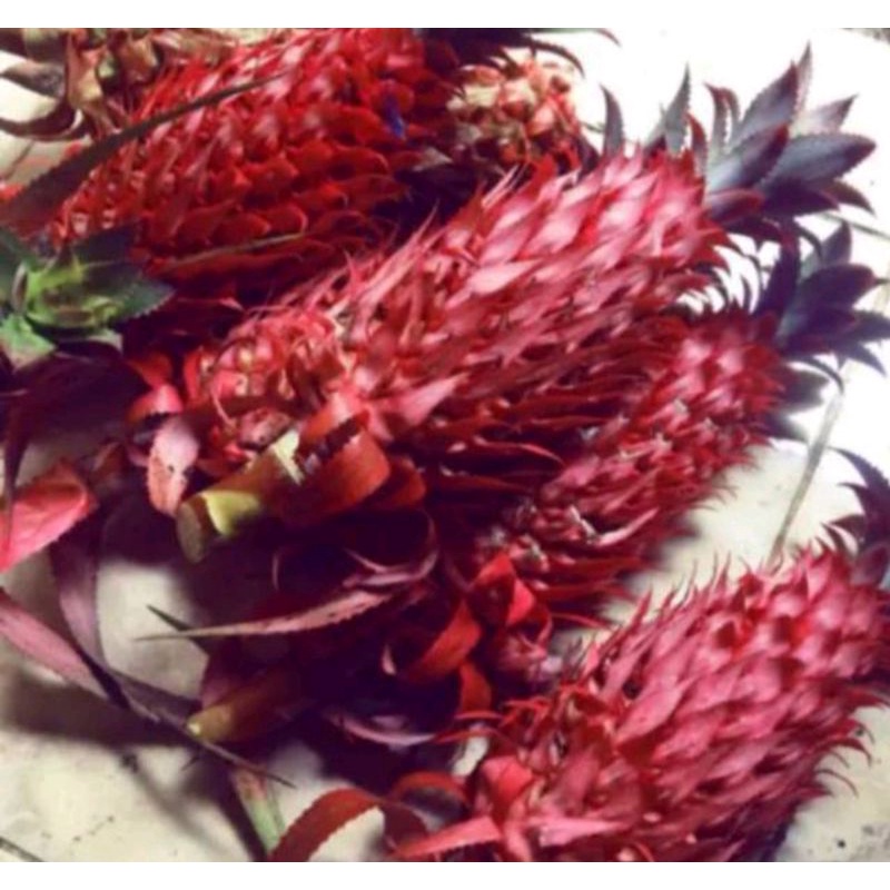 

nanas merah pelancar haid