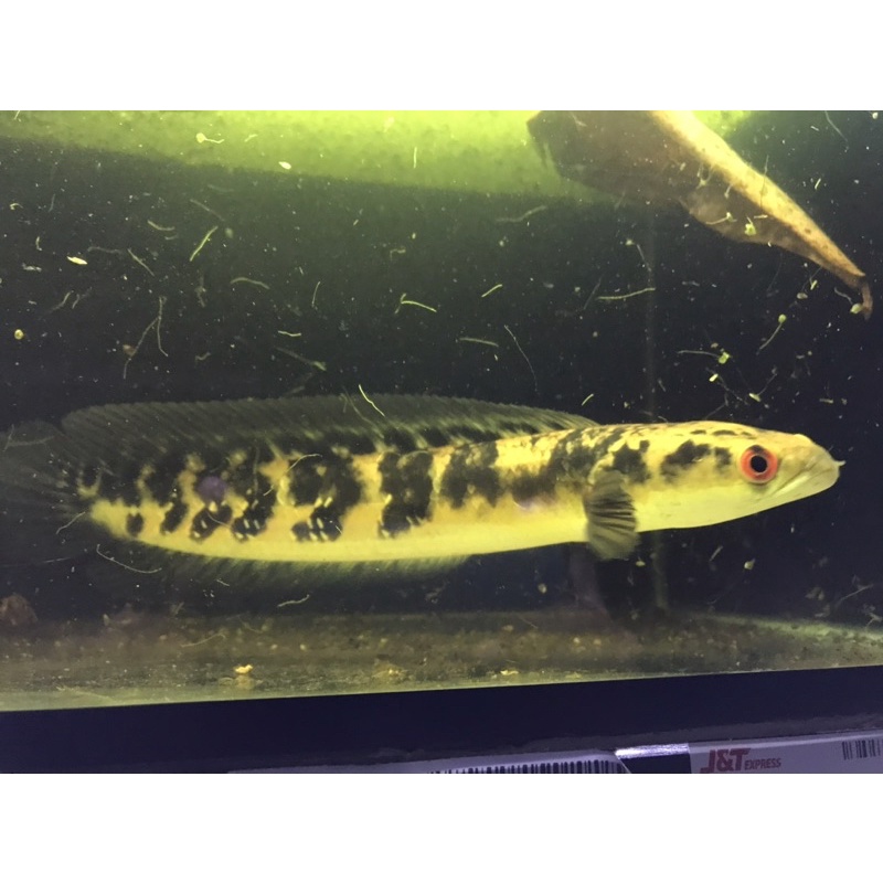 chana yellow Sentarum 17 19 cm