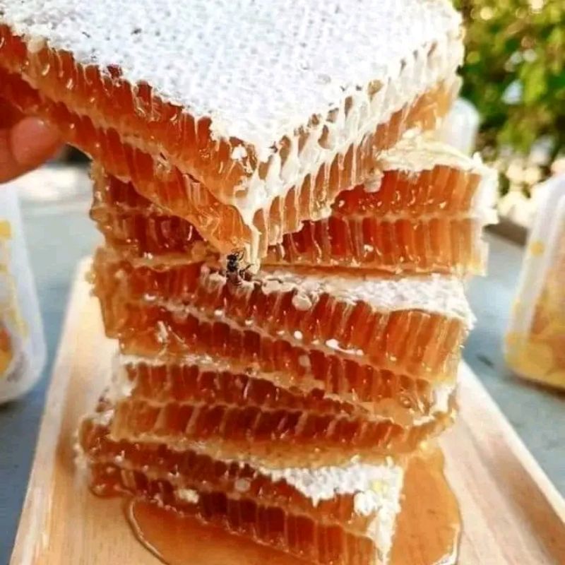 

Madu Sarang ApisMellifera