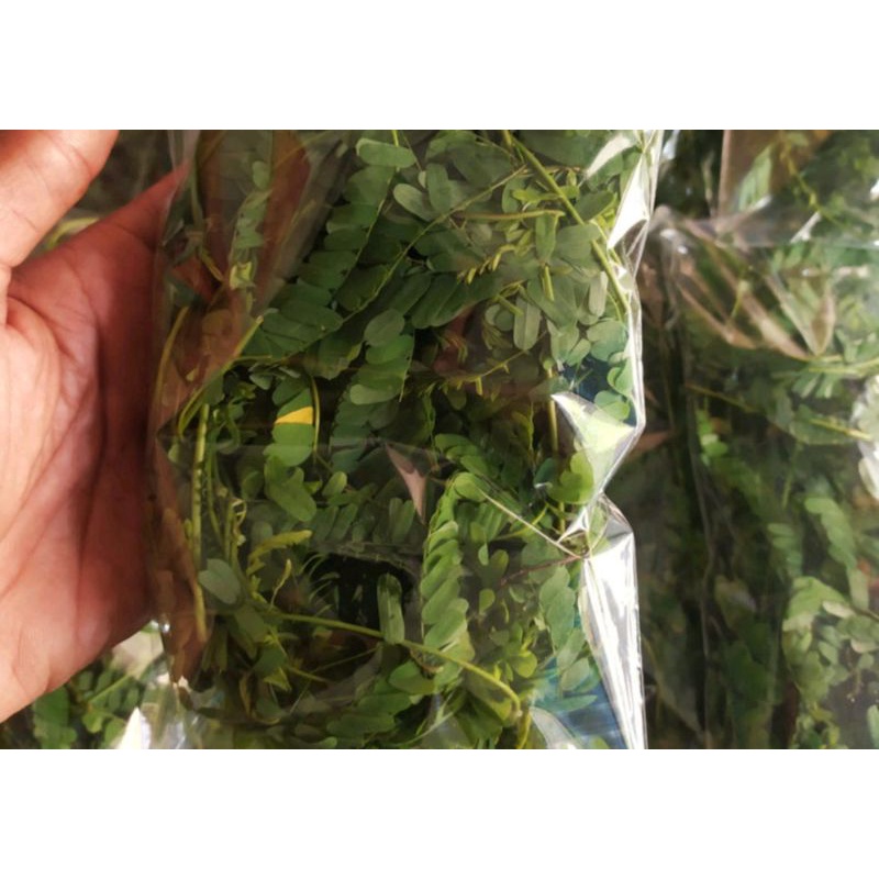 DAUN SAGA SEGAR, HERBAL