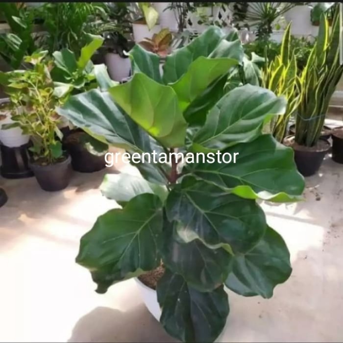 

tanaman hias ketapang biola