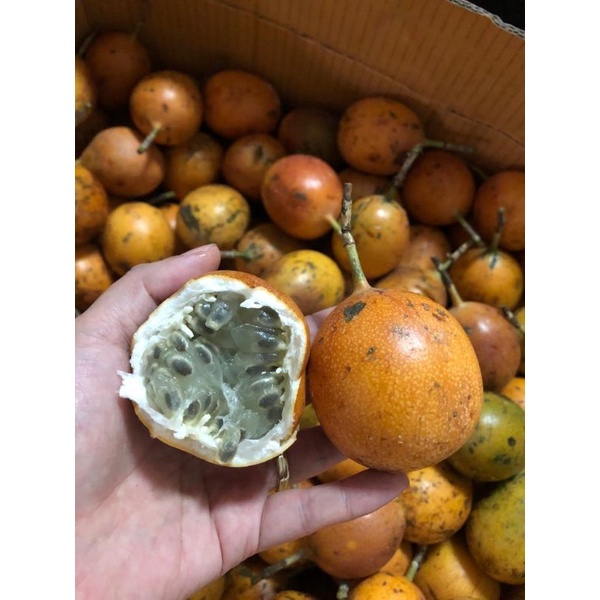 

markisa enak. buah fresh markisa. buah markisa asli