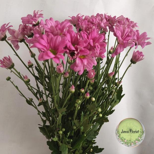 Bunga Aster Ungu Segar