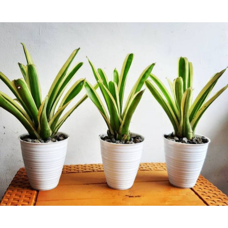 Tanaman hias bromelia putih - bromelia putih - tanaman bromelia