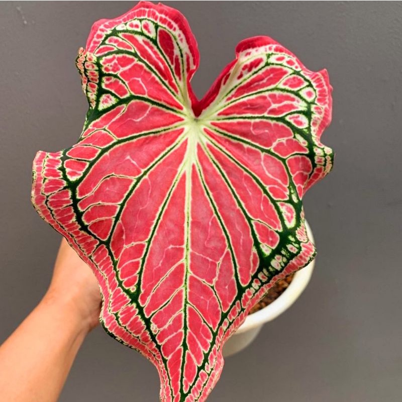Caladium Wayang / bunga keladi / tanaman hias keladi murah / tanaman keladi hidup / caladium thailan
