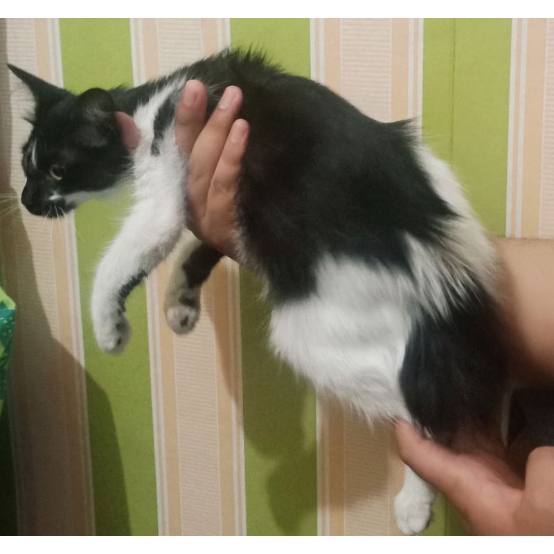 KUCING PRESMED EXOTIC BETINA HITAM PUTIH EKOR PENDEK