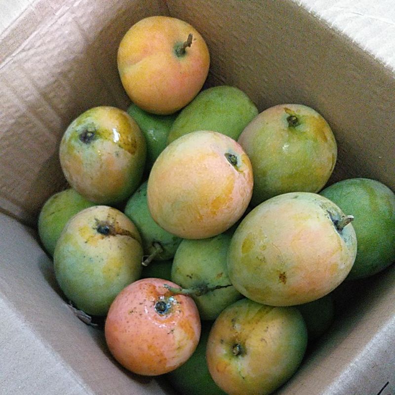 

gedong gincu indramayu Grade A