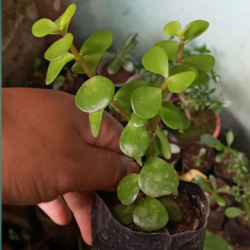 jade plant,tanaman giok
