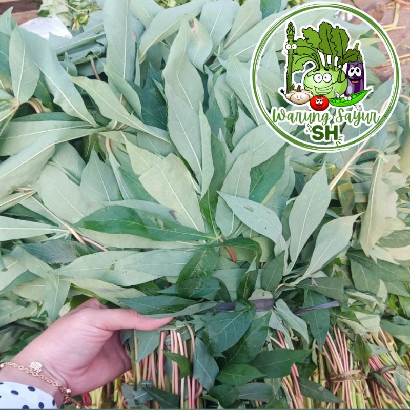 

DAUN SINGKONG SEGAR 5 IKAT KECIL | FRESH VAGETABLE