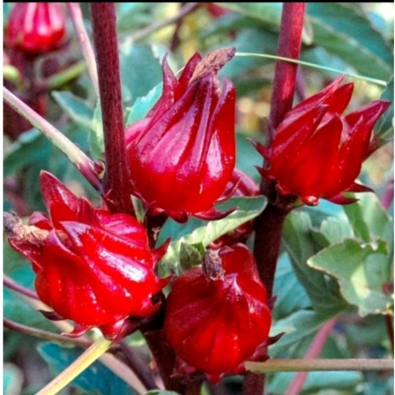 BIBIT ROSELLA MERAH