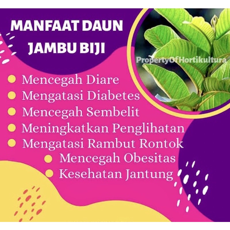 

DAUN JAMBU BIJI SERIBU KHASIAT(20LEMBAR)