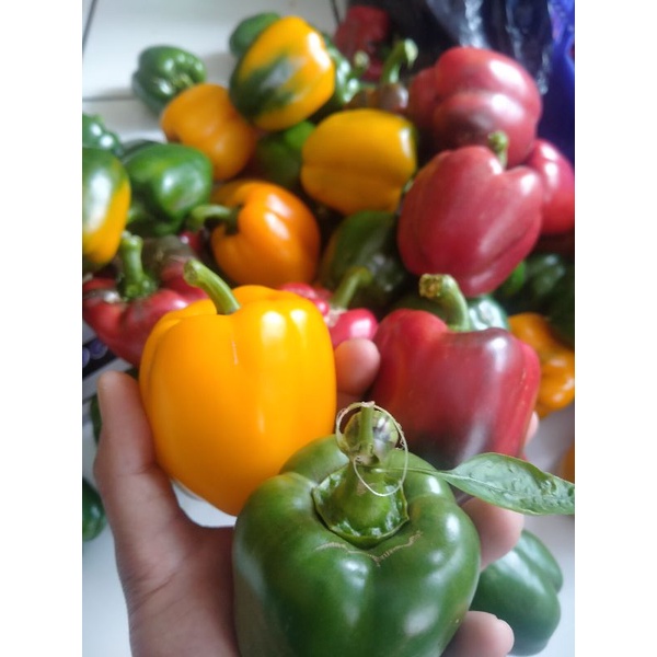 

paprika segar fresh campur