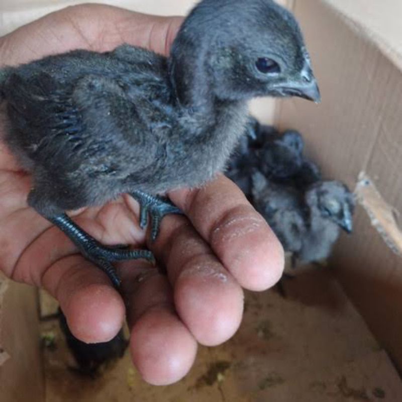 Anak Ayam Cemani Hitam Anakan Ayam